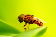 Close up mosca amarela em uma folha