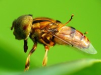 Närbild gul fluga på ett blad