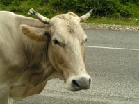 Vaca pe un drum
