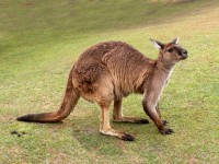 Crouching canguro