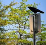 Crow a pole