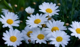 Daisy Flowers Macro Image
