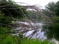 Мертвое дерево в ручей
