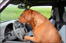 Dog drive 1