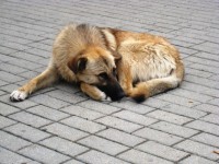 Câine doarme pe stradă
