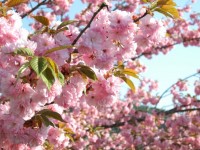 Doble de flores de cerezo