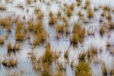 Suchá tráva ve vodě