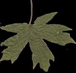 Сухой зеленый лист