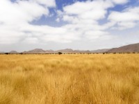 Čištění žlutých trávě Namibie