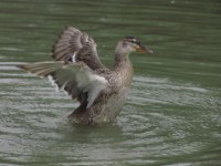 Duck colarinho verde abrir as asas 2