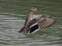 Duck colarinho verde abrir as asas