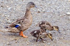 Ducks Family
