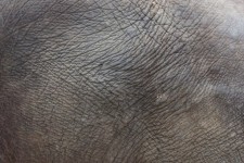 Elefant hudens struktur