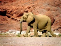 Elefanter i stenig ravin