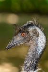 Emu brązowe