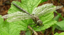 A large dragonfly