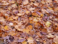 Herbst-Blätter