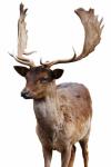 Fallow Deer Isolated