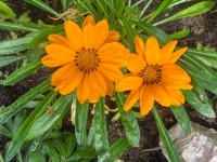 Las flores de mi jardín (9)