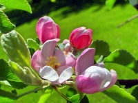 Apple a Blossoms (2)