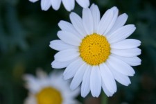 Flower Macro Image