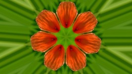 Flower symmetry kaleidoscope