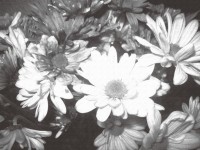 Flores Blanco y Negro Rosa Daisy 2