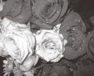 Flores Black & White Rose