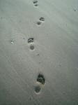 Urme de pași în nisip
