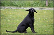 Funny Black dog