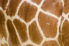 Pele de couro genuíno de girafa