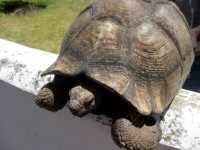 Giant sköldpadda
