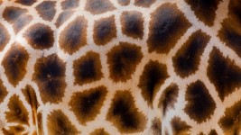 Giraff hudens struktur