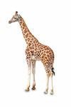Žirafa stojící izolované