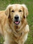 Dog Golden Retriever