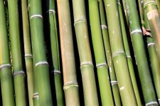 Verde bambù