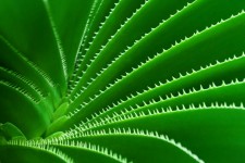 Grüner Kaktus Muster