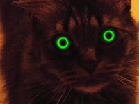 緑色の目をした猫