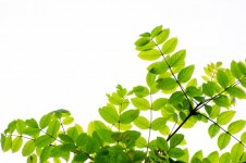 Zielone liście i gałęzie