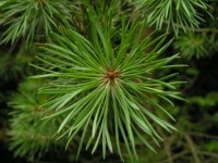 Zielony pine