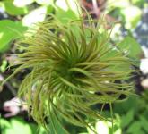 Green Spiral Flower