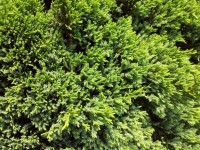 Verde pino foglie di sfondo