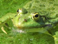 青蛙2
