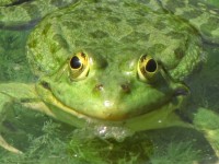 青蛙3