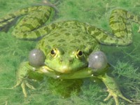 青蛙4