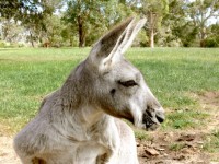 Grey kangoeroe profiel