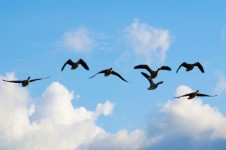 Grupo de gansos voando
