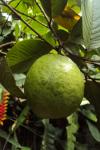 Guava owoce