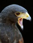 Falco ritratto