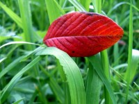Red frunze